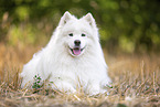 Samoyed on stubble field