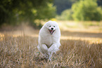 Samoyed on stubble field