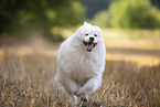 Samoyed on stubble field