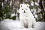 Samoyed puppy in snow
