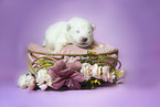 Samoyed Puppy