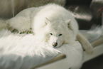 Samoyed