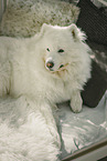 Samoyed