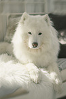 Samoyed