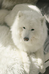 Samoyed