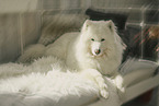 Samoyed