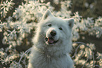 Samoyed