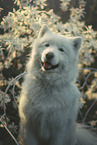 Samoyed