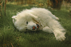 Samoyed