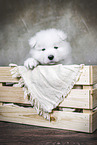 Samoyed Puppy
