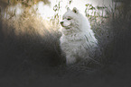 Samoyed