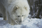 Samoyed in winter