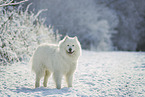 Samoyed in winter