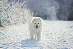 Samoyed in winter
