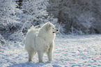 Samoyed in winter