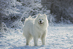 Samoyed in winter