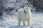 Samoyed in winter