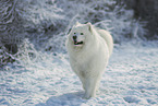 Samoyed in winter