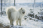 Samoyed in winter