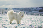 Samoyed in winter