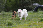 dogs