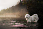 Samoyed