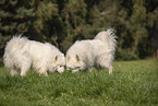 Samoyeds