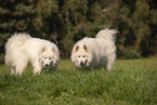 Samoyeds