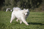Samoyed