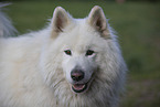 Samoyed