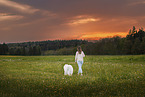 Samoyed