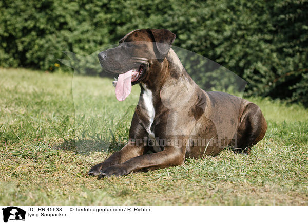 lying Saupacker / RR-45638