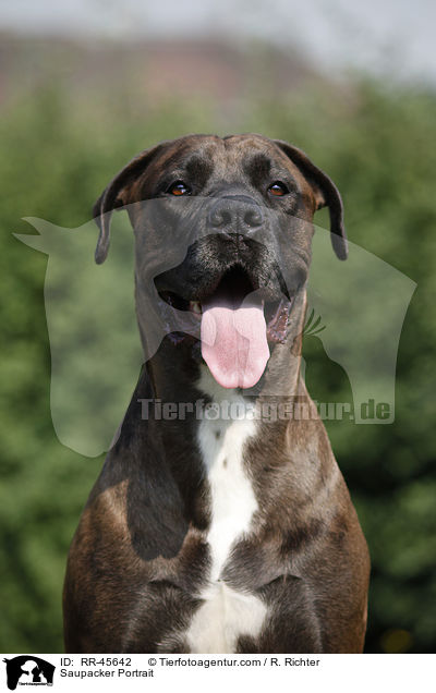 Saupacker Portrait / RR-45642