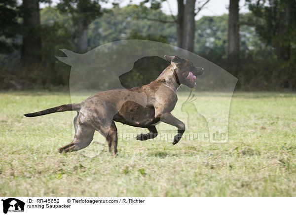 running Saupacker / RR-45652