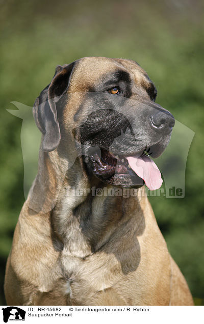 Saupacker Portrait / RR-45682