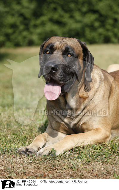 lying Saupacker / RR-45694
