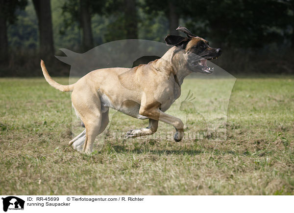 running Saupacker / RR-45699