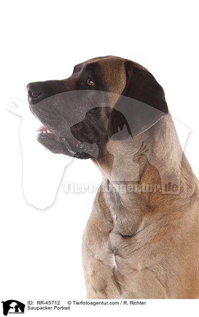 Saupacker Portrait / Saupacker Portrait / RR-45712