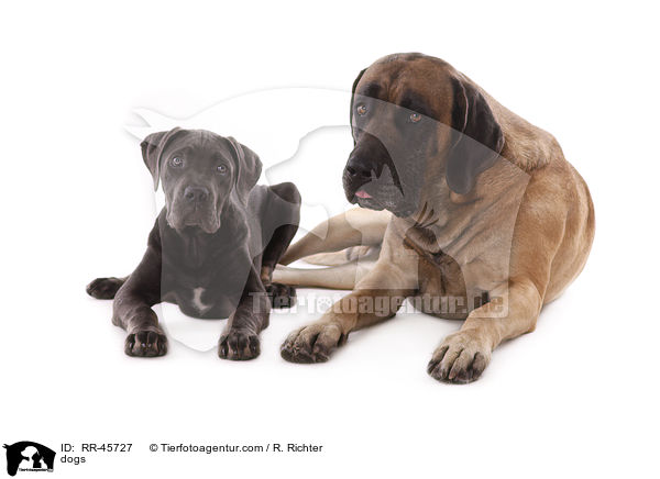 Hunde / dogs / RR-45727