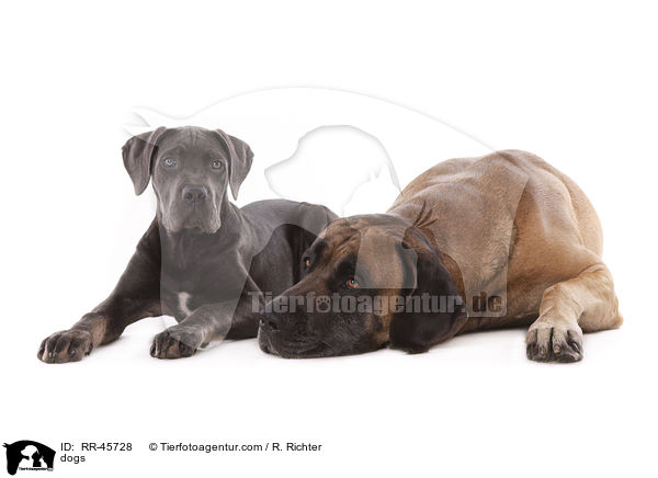 dogs / RR-45728