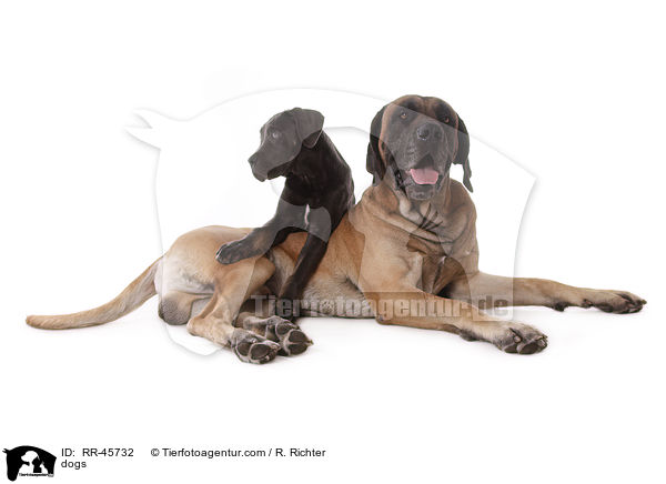 dogs / RR-45732
