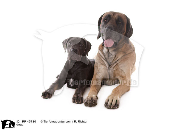Hunde / dogs / RR-45736