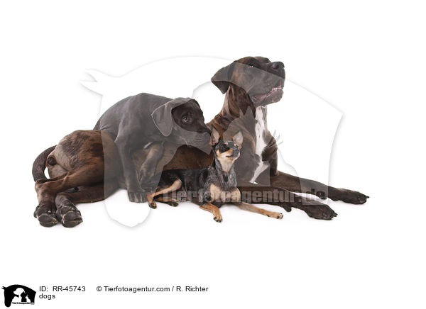 dogs / RR-45743
