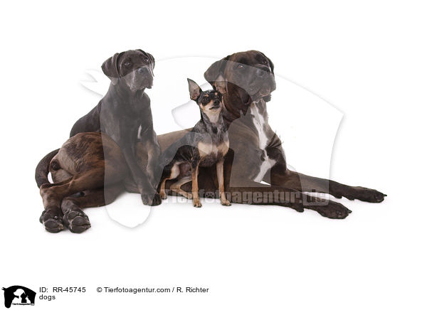 dogs / RR-45745