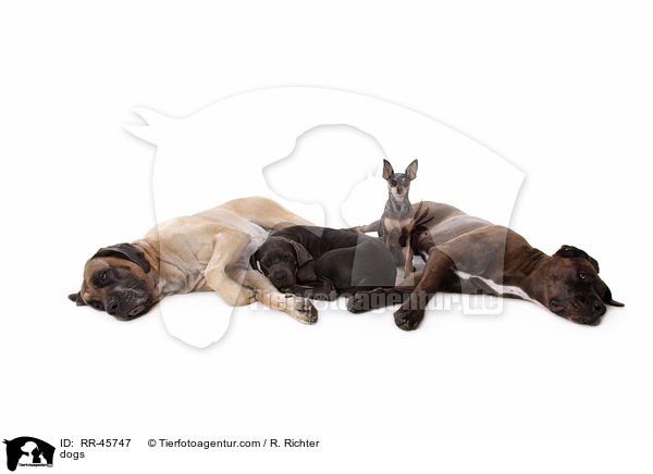 Hunde / dogs / RR-45747