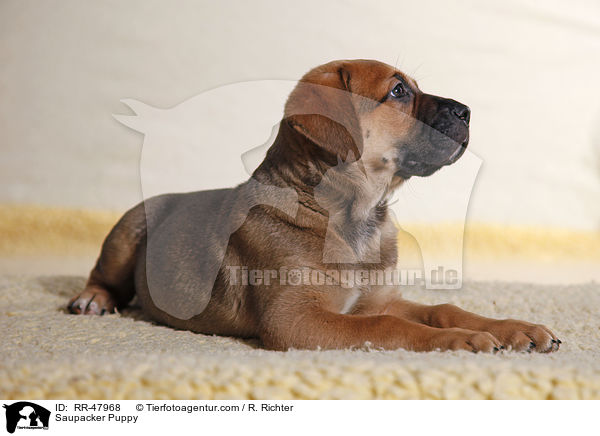 Saupacker Welpe / Saupacker Puppy / RR-47968