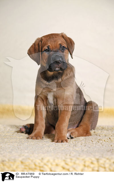 Saupacker Welpe / Saupacker Puppy / RR-47969
