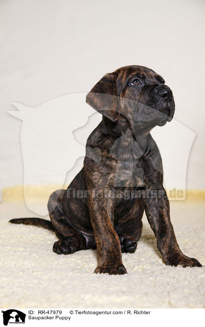 Saupacker Welpe / Saupacker Puppy / RR-47979