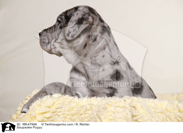 Saupacker Puppy / RR-47988