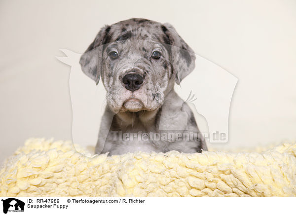 Saupacker Puppy / RR-47989